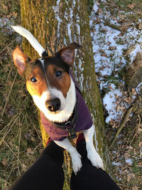 Portrait of dog on field