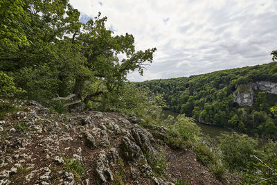 Plants growing on rocks against sky