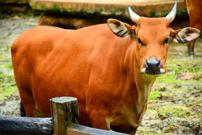 Portrait of cow