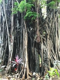 Close-up of tree roots