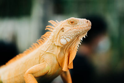 Close-up of a lizard