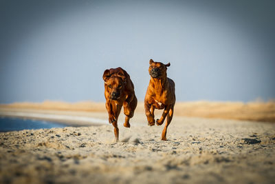 Dog on beach against clear sky