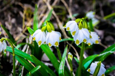 Close-up of flowers