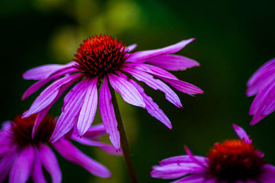 Close-up of pink flower