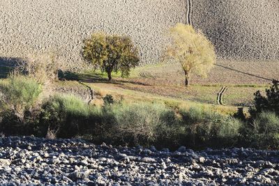 Trees on field during winter