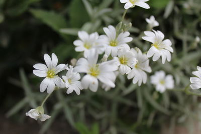 Close-up of white flowers blooming outdoors