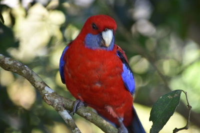 Close-up of parrot perching on branch