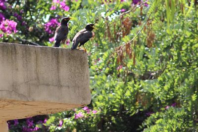 Bird perching on ground