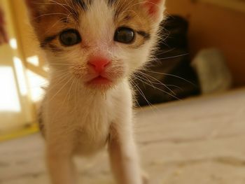 Close-up portrait of cat