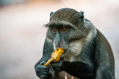 Close-up of monkey eating food