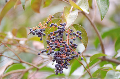 Close-up of grapes growing in vineyard