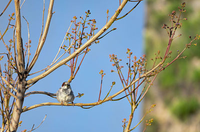 Low angle view of bird perching on branch