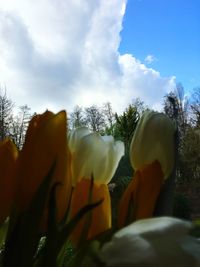 Close-up of flowers against sky
