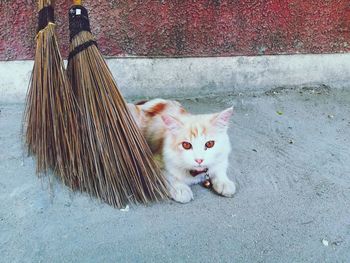 High angle portrait of cat on footpath against wall