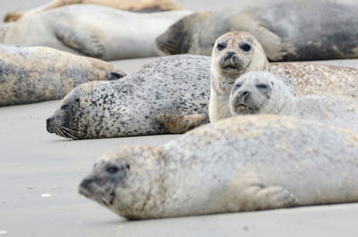 Close-up of seal lying on beach