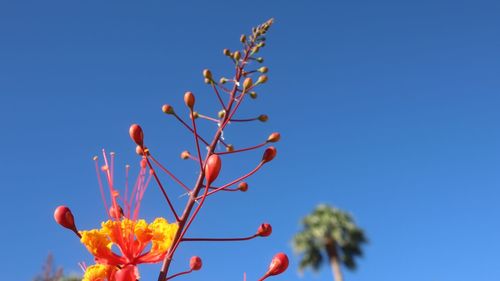 Low angle view of flowering plant against clear blue sky