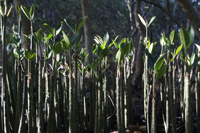 Trees growing in forest