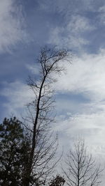 Low angle view of silhouette tree against sky