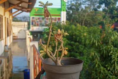 Close-up of potted plant against building