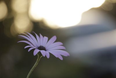 Close-up of flower blooming outdoors