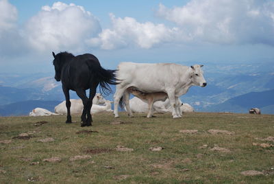 Cows standing in a field