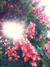 Low angle view of pink flowers blooming on tree