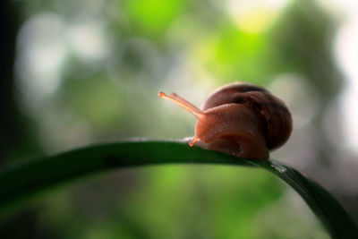 Close-up of snail on plant