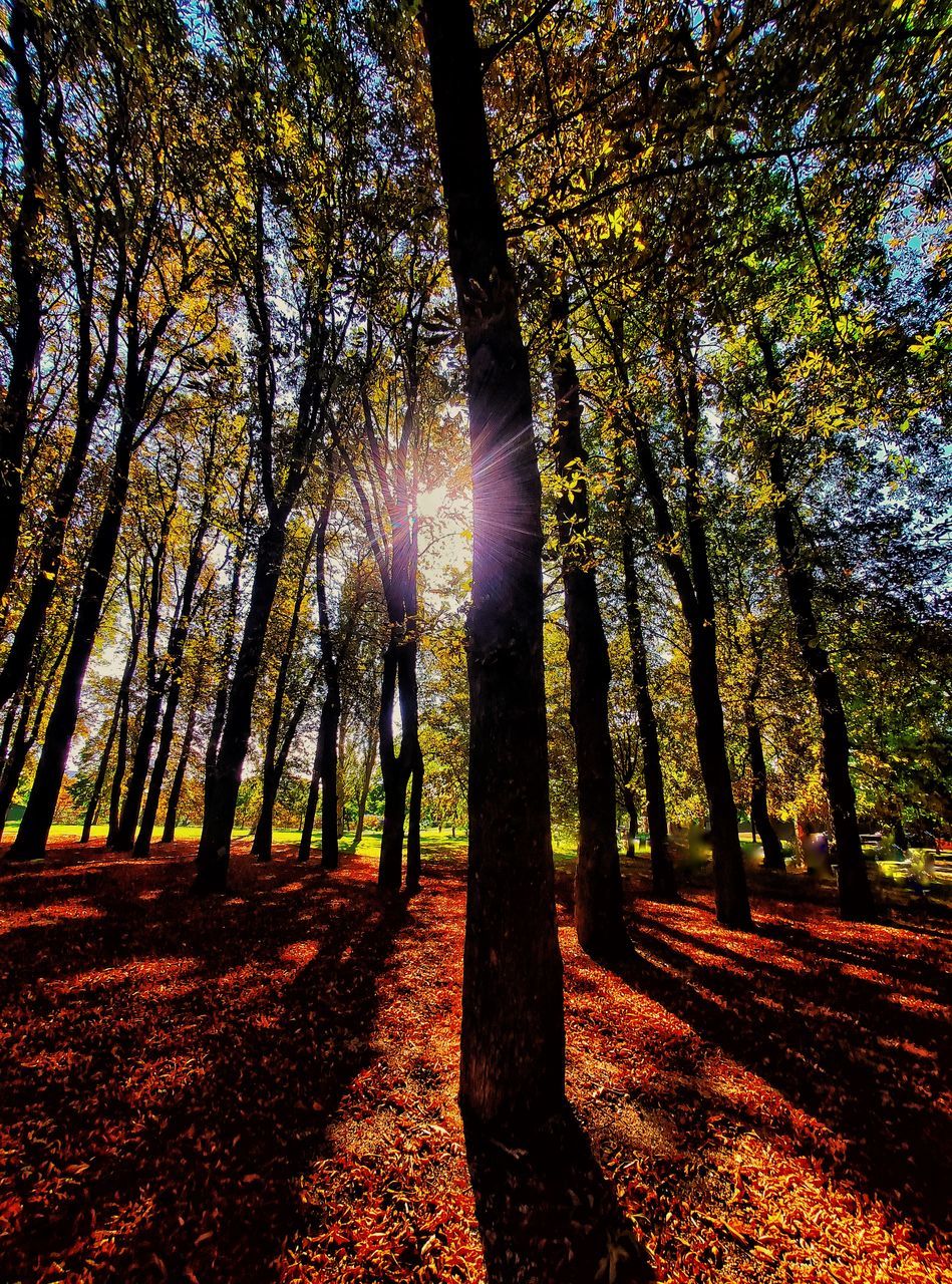 SUN STREAMING THROUGH TREES IN FOREST