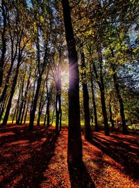 Sunlight streaming through trees in forest during autumn