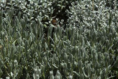 Full frame shot of plants on field