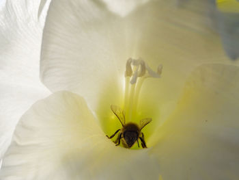 Close-up of white flower on plant