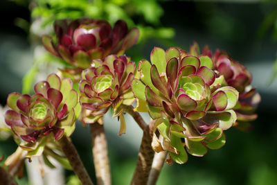 Close-up of flowering plant