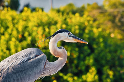 Close-up of a bird