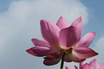 Close-up of pink lily