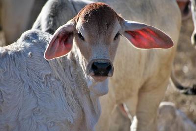 Close-up portrait of cow