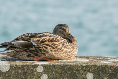 Close-up of a bird perching on retaining wall