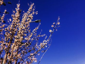 Low angle view of flower tree against blue sky