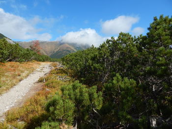 Scenic view of trees and plants against sky