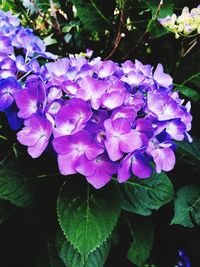 Close-up of purple hydrangea blooming outdoors