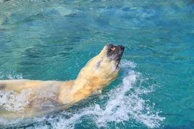 Close-up of sea lion in water