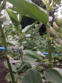 Close-up of banana tree