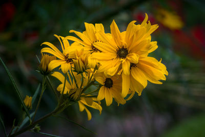 Close-up of yellow flowering plant