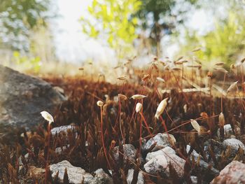 Close-up of plant against blurred background