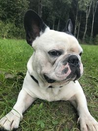 Close-up of dog on field