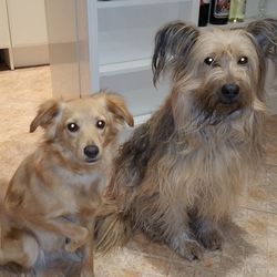 Portrait of dog at home