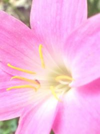 Close-up of pink flower