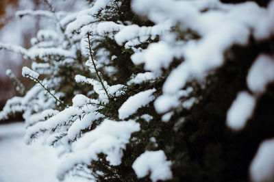 Close-up of snow covered tree