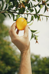 Cropped image of hand holding apple against tree