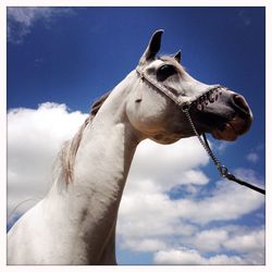 Low angle view of horse in ranch against sky