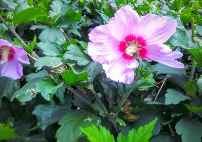 Close-up of pink flowers